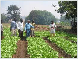 Ghana to conduct agriculture census